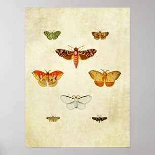 Vintage Schmetterlingsdruck 355 Poster