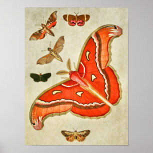 Vintage Schmetterlingsdruck 381 Poster