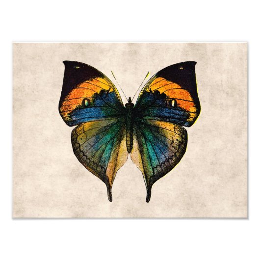 Vintage SchmetterlingsIllustration der Schmetterli Fotodruck (Vorne)