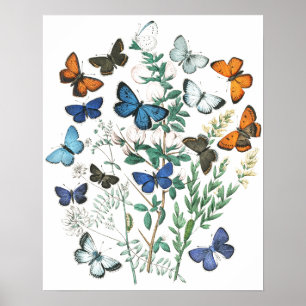 Vintage SchmetterlingsIllustration Poster