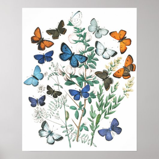 Vintage SchmetterlingsIllustration Poster (Vorne)