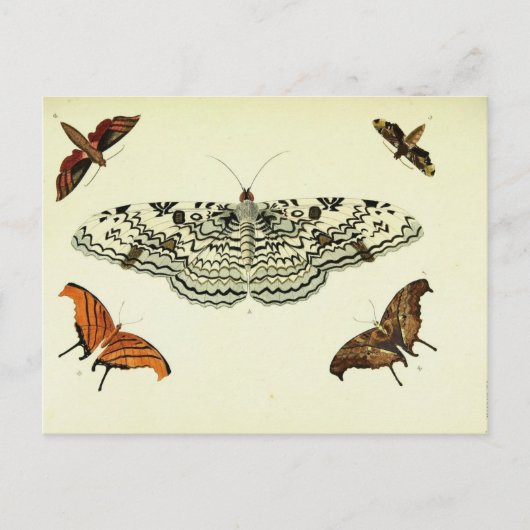 Vintage Schmetterlingskollage Postkarte (Vorderseite)