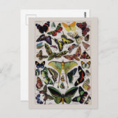 Vintage Schmetterlingskunst Postkarte (Vorne/Hinten)