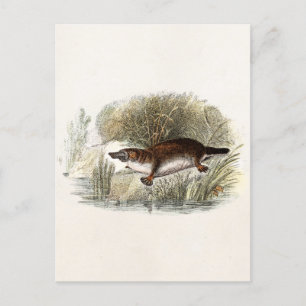 Vintage-Schnabeltier-Illustration aus dem 19. Jahr Postkarte