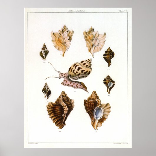Vintage Schnecken und Mollusken, Meeresorganismen Poster (Vorne)