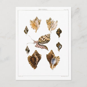 Vintage Schnecken und Mollusken, Meeresorganismen Postkarte