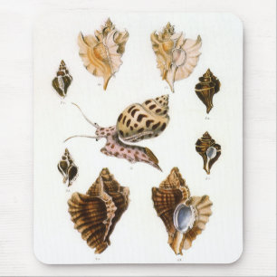 Vintage Schnecken und Weichtiere, Meereslebewesen Mousepad
