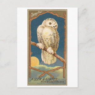 Vintage-Schneeeule Allen & Ginter Postkarte