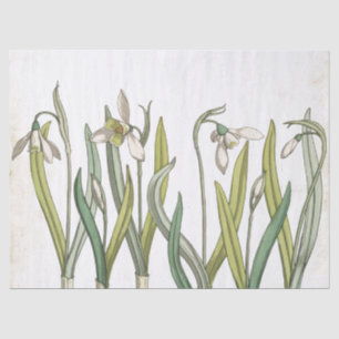 Vintage Schneefallszeit Blume Blasses Parchment Fr Seidenpapier