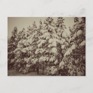 Vintage-Schneelandschaft, Conifer, CO Postkarte