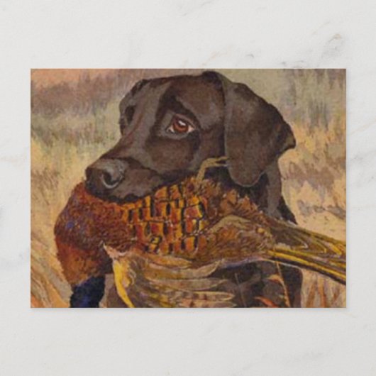 Vintage Schokoladenjagd Labrador Postkarte (Vorderseite)