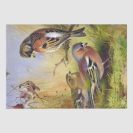Vintage schöne Vögel Bramblings & Chaffinch Seidenpapier