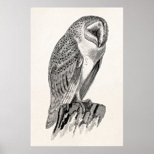 Vintage-Schreieule-Vogelillustrationsvorlage Poster