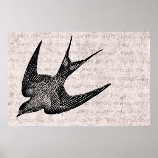 Vintage Schwalbenabbildung - Antiquitätenvogel aus Poster (Vorne)