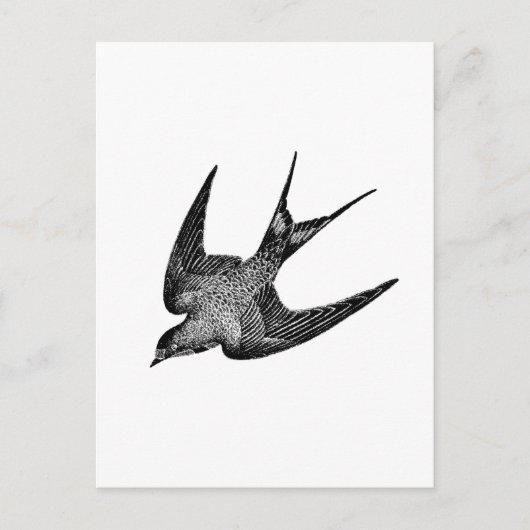Vintage Schwalbenabbildung - Antiquitätenvogel aus Postkarte (Vorderseite)