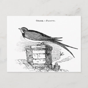 Vintage Schwalbenvogel Postkarte