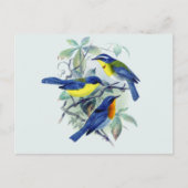 Vintage Schwangvögel Bekleidung und Geschenke Postkarte (Vorderseite)