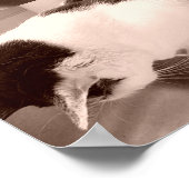 Vintage Schwarz-Weiß-Katze Poster (Ecke)