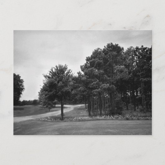 Vintage Schwarz-Weiß-Wälder-Postkarte Postkarte (Vorderseite)