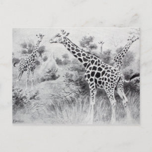 Vintage Schwarz-Weiß-Zeichnung Giraffe Postkarte