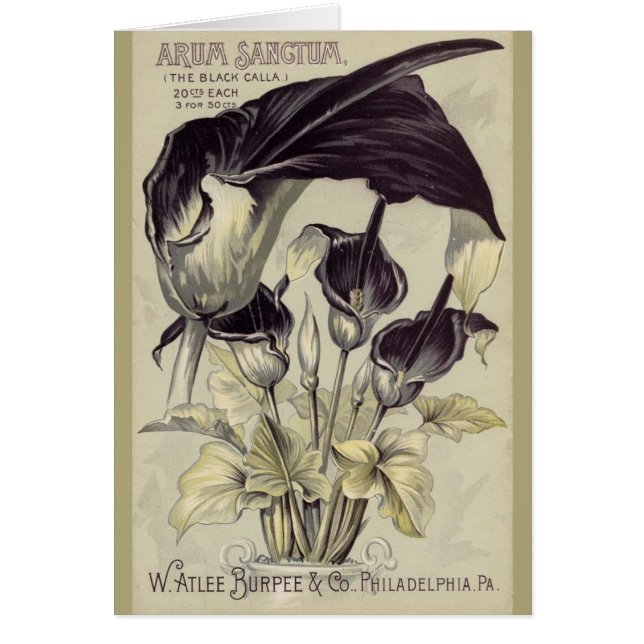 Vintage schwarzer Calla-Lilien (Vorne)