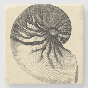 Vintage Schwarzweiss-Tritonshorn-Muschel Steinuntersetzer