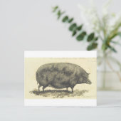 Vintage Schweineätzung mit Textkarte Postkarte (Stehend Vorderseite)