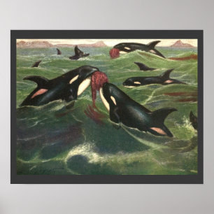 Vintage-Schwertwale oder Orcas, Meeressäugetiere Poster