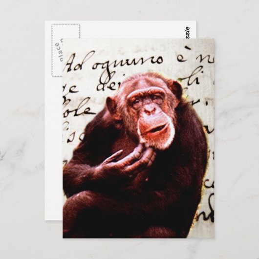 vintage scripts funny chimpanzee postkarte (Vorne/Hinten)