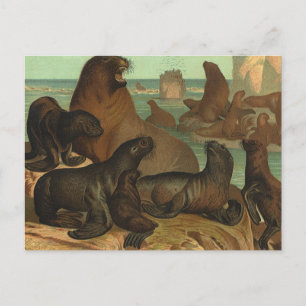 Vintage Sea Lions on the Beach, Marine Life Animal Postkarte