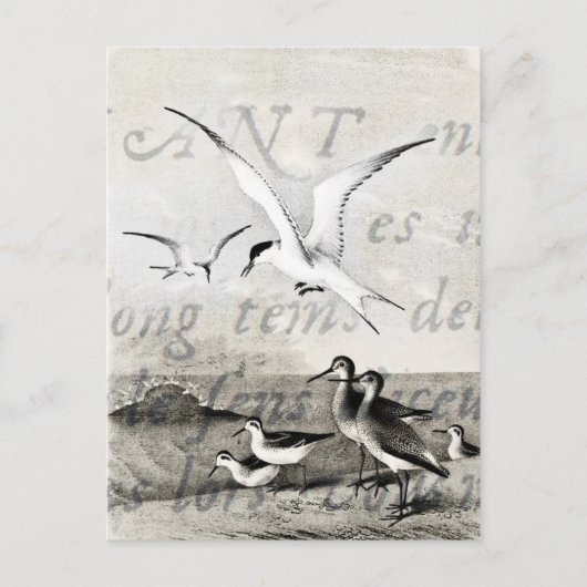 Vintage Seagulls, kundenspezifische Retro-Seagull- Postkarte (Vorderseite)