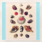 Vintage Seashell Collection Light Blue Glasuntersetzer (Vorderseite)