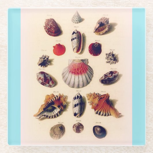 Vintage Seashell Collection Light Blue Glasuntersetzer (Vorderseite)