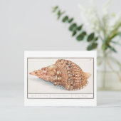 Vintage Seashell-Illustration Postkarte (Stehend Vorderseite)