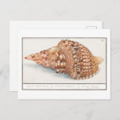 Vintage Seashell-Illustration Postkarte (Vorne/Hinten)