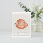 Vintage Seashell-Illustration Postkarte (Stehend Vorderseite)