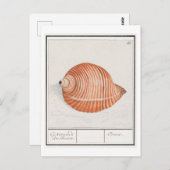 Vintage Seashell-Illustration Postkarte (Vorne/Hinten)