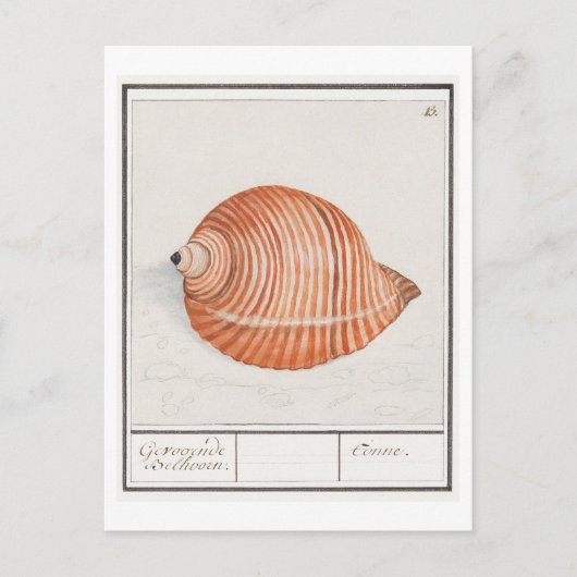 Vintage Seashell-Illustration Postkarte (Vorderseite)