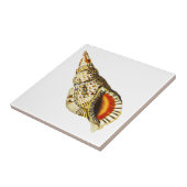 Vintage Seashell Trompete Illustration Akrylic Tra Fliese (Seite)