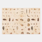 Vintage Seashell und Schnecke Geschenkpapier Set (Vorderseite 2)