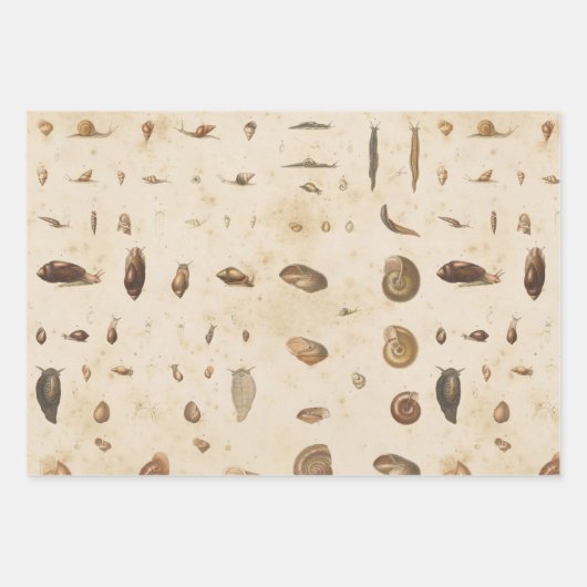 Vintage Seashell und Schnecke Geschenkpapier Set (Vorderseite)
