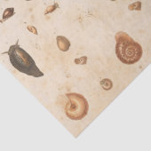 Vintage Seashell- und Snail-Dekoupage Seidenpapier (Detail)