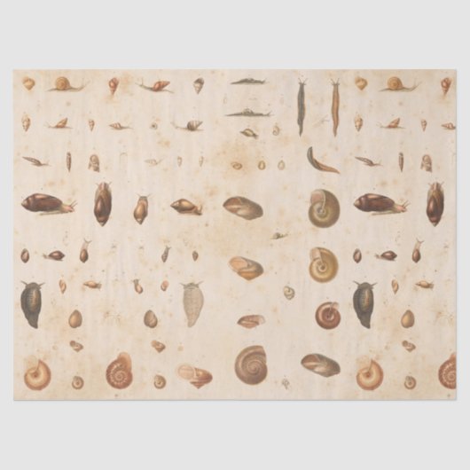 Vintage Seashell- und Snail-Dekoupage Seidenpapier (Vorderseite)