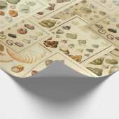 Vintage Seashell Wrap für Decoupage oder Geschenkw Geschenkpapier (Ecke)