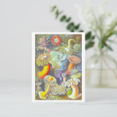 Vintage Seeanemonen-Illustration Postkarte (Stehend Vorderseite)
