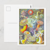 Vintage Seeanemonen-Illustration Postkarte (Vorne/Hinten)