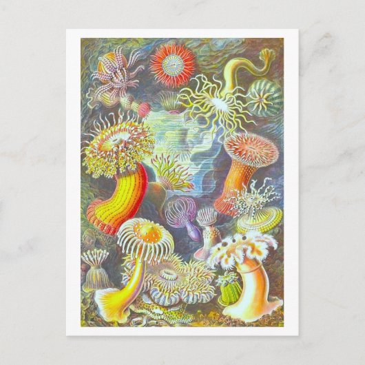 Vintage Seeanemonen-Illustration Postkarte (Vorderseite)