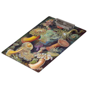 Vintage Seeanemonen von Ernst Haeckel Klemmbrett
