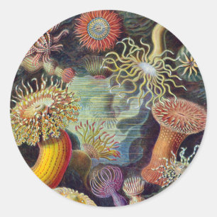 Vintage Seeanemonen von Ernst Haeckel Runder Aufkleber