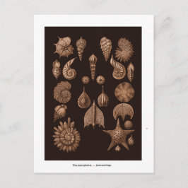 Vintage Seeballeustration Postkarte